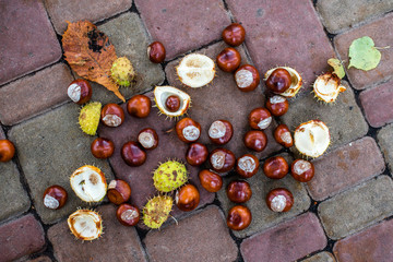 Obraz na płótnie Canvas Chestnuts. Buckeyes. Autumn mood. Leaves of a chestnut tree.