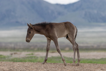 Obraz premium Cutre Wild Horse Foal in Spring in Utah