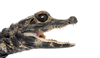 Dwarf crocodile, Osteolaemus tetraspis, isolated on white