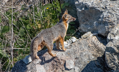 Grey Fox