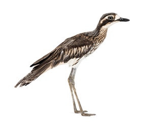 Obraz premium Peruvian thick-knee, Burhinus superciliaris standing