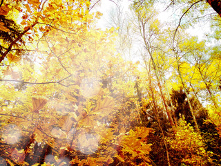 Naklejka na ściany i meble autumn landscape forest with yellow red leaves with sunny light beams
