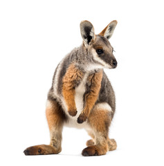 Yellow-footed rock-wallaby, Petrogale xanthopus, kangaroo