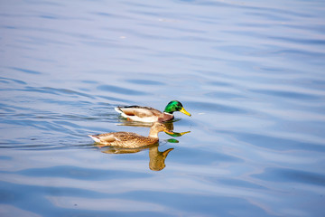 Ducks swimming lake on an autumn day in sunny weather..