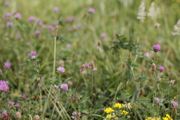 Vegetation in the countryside