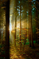 early morning when the first rays of sunshine flood the autumn forest 