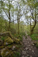 path in the forest