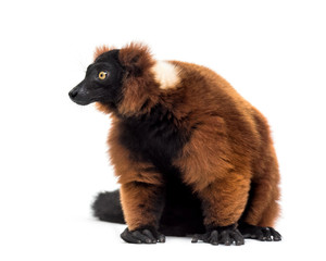 Obraz premium Red ruffed lemur, Varecia rubra, sitting, isolated on white