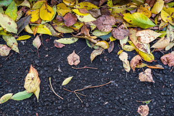 yellow autumn leaves on the road