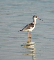 bird on the beach