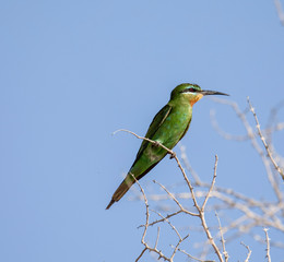 blue cheeked bee eater