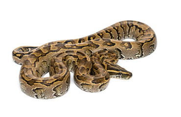 Boa madagascariensis, Sanzinia madagascariensis, snake