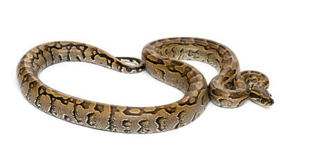 Boa madagascariensis, Sanzinia madagascariensis, snake