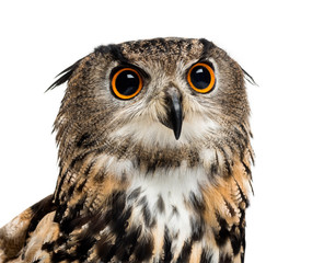 Eurasian eagle-owl, Bubo bubo, is a species of eagle-owl