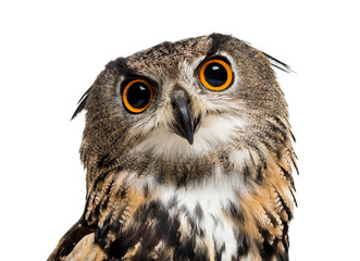 Eurasian eagle-owl, Bubo bubo, is a species of eagle-owl