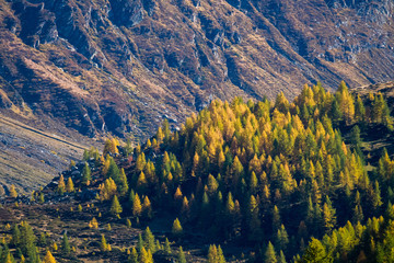 autumn larches in Val Fex