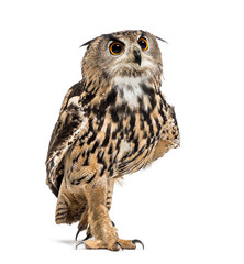 Eurasian eagle-owl, Bubo bubo, is a species of eagle-owl walking