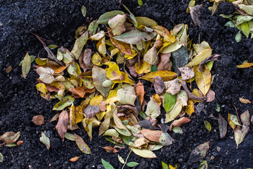 Colorful Autumn Leaves on Ground