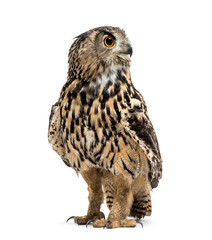 Eurasian eagle-owl, Bubo bubo, is a species of eagle-owl