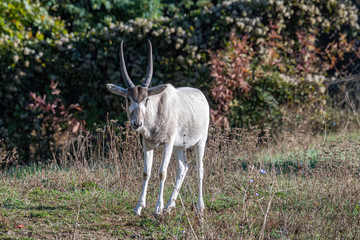 Curved horned antelope Addax (Addax nasomaculatus) It is listed a critically endangered species