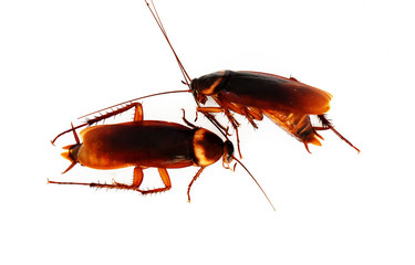 Many brown cockroaches lay dead on a white background.