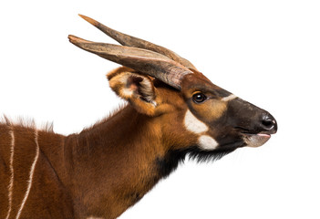 Bongo, antelope, Tragelaphus eurycerus against white background