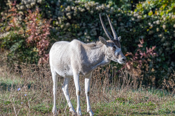 Naklejka na ściany i meble Curved horned antelope Addax (Addax nasomaculatus) It is listed a critically endangered species