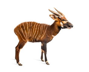 Bongo, antelope, Tragelaphus eurycerus standing