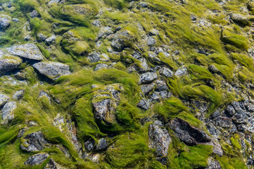 moss in Ova dal Munt mountain creek at Futschellas in Engadin