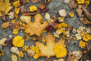 Colorful Autumn Leaves on Ground