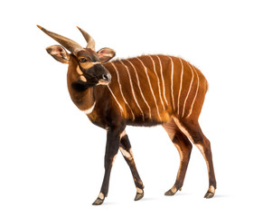 Bongo, antelope, Tragelaphus eurycerus standing, isolated - obrazy, fototapety, plakaty