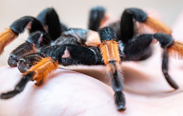 hairy tarantula spider on a light background