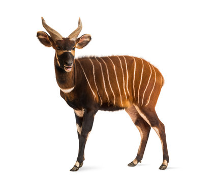 Bongo, antelope, Tragelaphus eurycerus standing, isolated