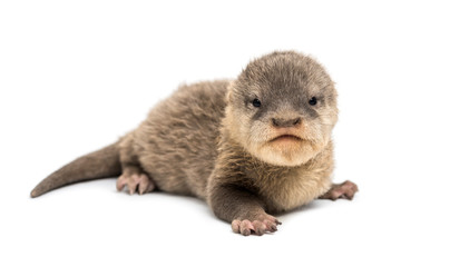 Baby Asian small-clawed otter, Amblonyx cinerea, also known as t