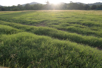 green field and blue sky