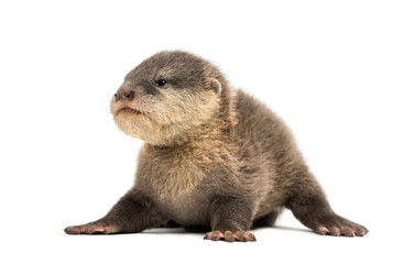 Baby Asian small-clawed otter, Amblonyx cinerea, also known as t