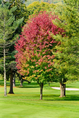 Naklejka premium Autumn Colors on Maple Tree