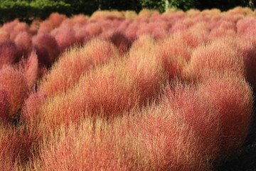 馬見丘陵公園　コキア