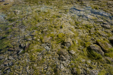 moss in Ova dal Munt mountain creek at Futschellas in Engadin