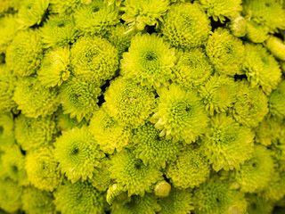 close-up of a green broccoli