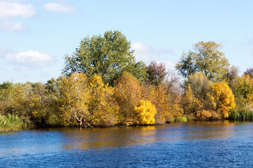 yellow trees in autumn by the river