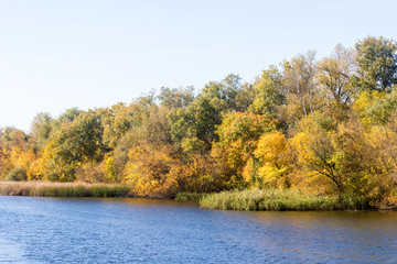  yellow trees in autumn by the river