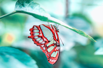 Closeup Malachite (siproeta stelenes) beautiful butterfly in a summer garden