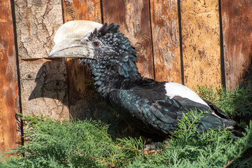Silvery-cheeked hornbill (Bycanistes brevis). Wild life bird.