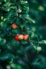 Red cherries ripe for the summer month of July very delicious, succulent, healthy.