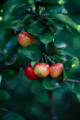 Red cherries ripe for the summer month of July very delicious, succulent, healthy.