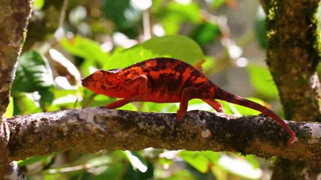 Chameleon is sitting on a branch and hunts with its long tongue for an insect. Eats it. Madagascar. Close-up.