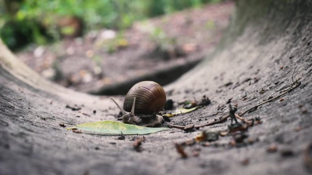 Closeup snail crawling in the stone drain