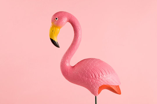 pink flamingo on a pink background