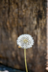 Old seeding dandelion with stem 